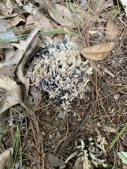 Clavulina cinerea