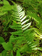 Homalosorus pycnocarpos