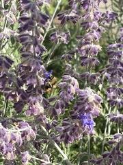 Bombus huntii
