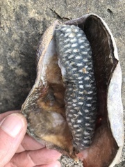 Akebia