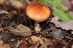 Limacella