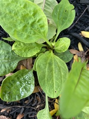 Golovinomyces sordidus