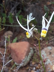 Nemesia cheiranthus