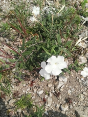 Mandevilla hypoleuca
