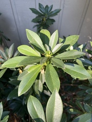 Daphne laureola