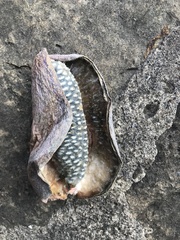 Akebia