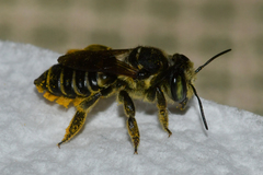 Megachile albitarsis