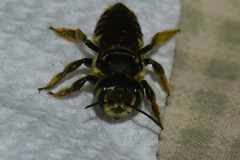 Megachile albitarsis