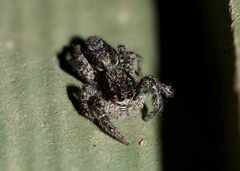 Platycryptus californicus