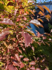 Pyrus calleryana