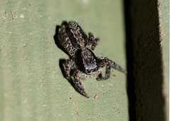 Platycryptus californicus