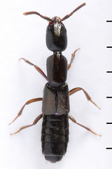 Xantholinus