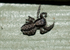 Platycryptus californicus