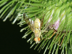 Terellia tussilaginis