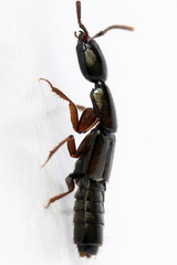 Xantholinus