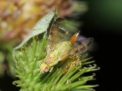 Terellia tussilaginis