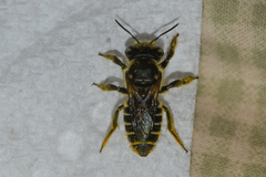 Megachile albitarsis