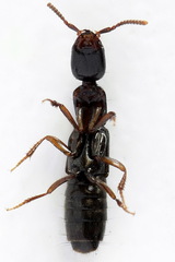 Xantholinus