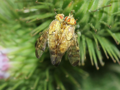 Terellia tussilaginis