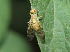Terellia tussilaginis