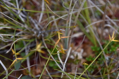 Carex pauciflora