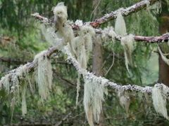 Usnea dasopoga