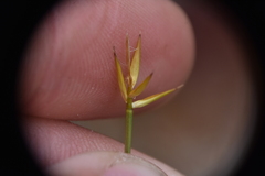Carex pauciflora