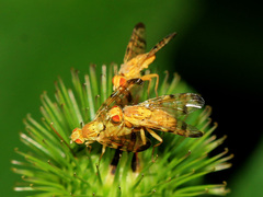 Terellia tussilaginis
