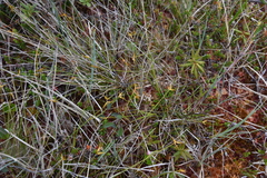 Carex pauciflora
