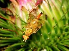 Terellia tussilaginis