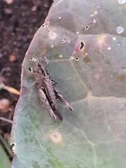 Chorthippus brunneus