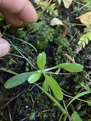 Myosotis laxa