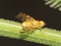 Terellia tussilaginis