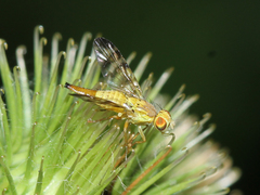 Terellia tussilaginis