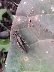 Chorthippus brunneus