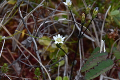 Gentiana douglasiana