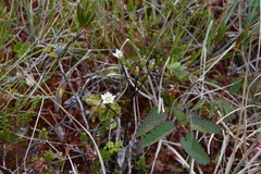 Gentiana douglasiana