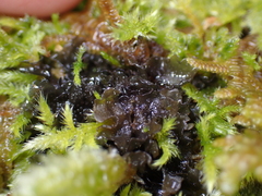 Scytinium polycarpum