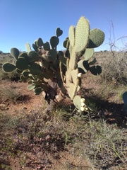 Opuntia leucotricha