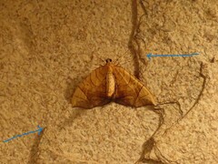 Eulithis gracilineata