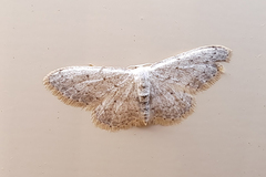 Idaea minuscularia