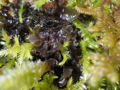 Scytinium polycarpum