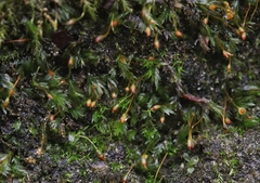 Fissidens gracilifolius