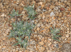Munroa squarrosa