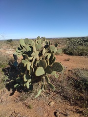 Opuntia leucotricha