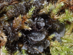Scytinium polycarpum