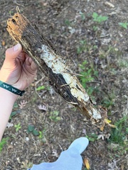 Cryphonectria parasitica