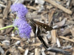 Chioides albofasciatus