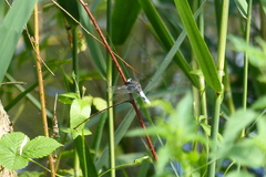 Libellula fulva