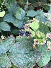 Rubus caesius